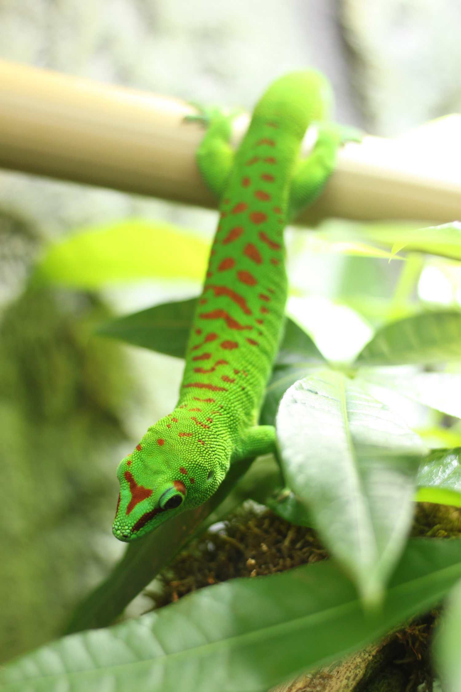 Gecko hängt mit hinterbeinen von Bambus runter
